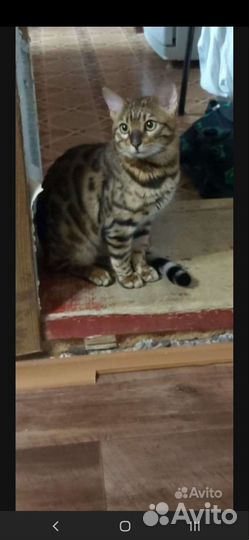 Бенгальский кот