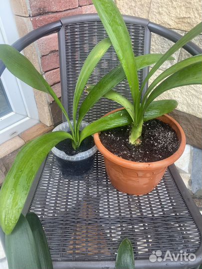 Комнатные цветы кливия