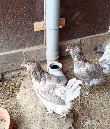 Инкубационое яйцо кур амераукана. И помесных кур