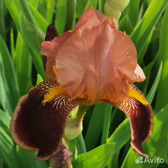 Многолетние цветы