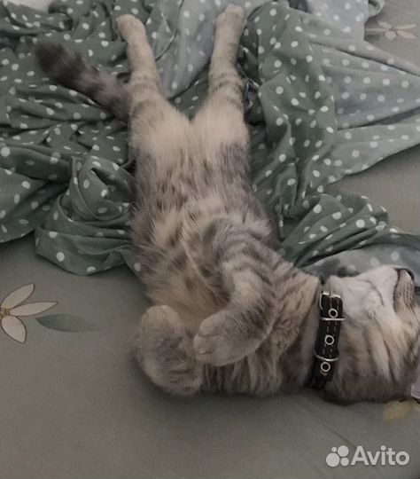 Продается кошка