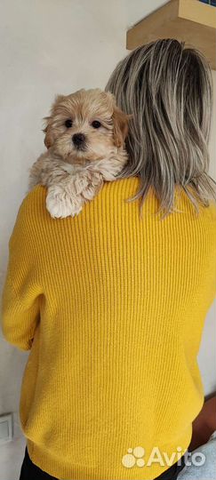 Щенок мальтипу ф1