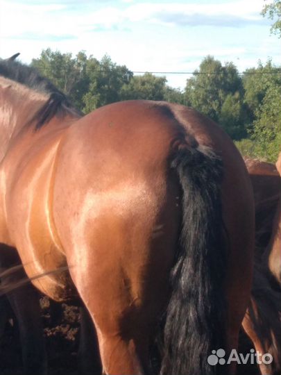 Лошади кабылы