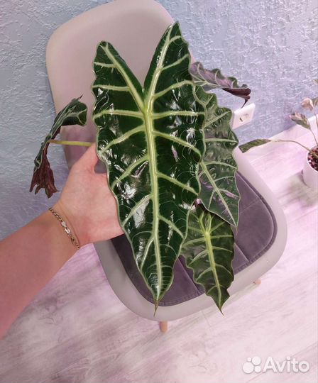 Алоказия, адениум, медиопикта, плющ