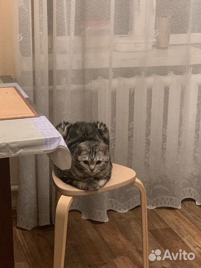 Передержка домашних животных, зооняня