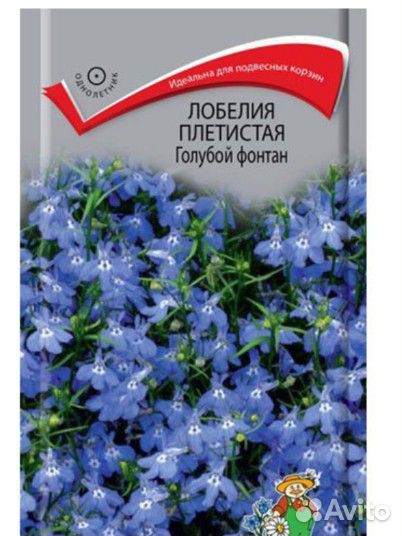Рассада лобелии