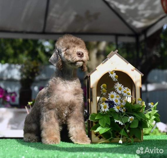 Щенки бедлингтон терьера