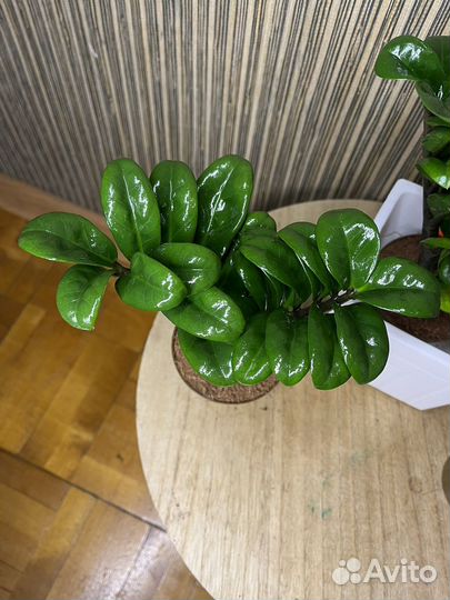 Замики зннзи жук.Замиокулькас зензи 9/20