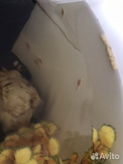 Сомики для аквариума