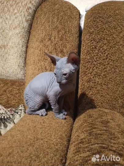 Домашние животные котята