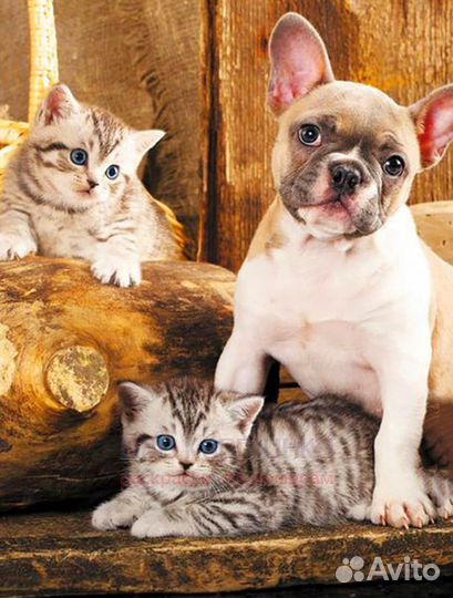 Алмазная мозаика 40x50 Французский бульдог и котят