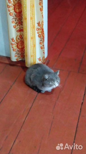 Отдам кота в добрые руки