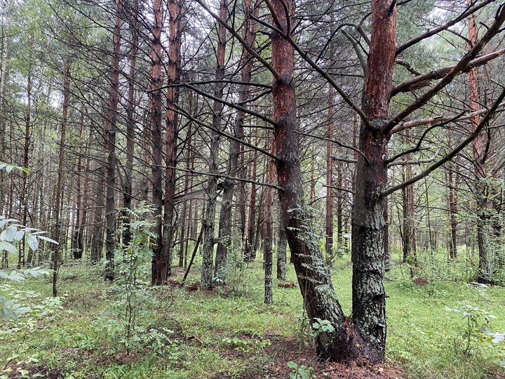 Участок 1,4 га (СНТ, ДНП)