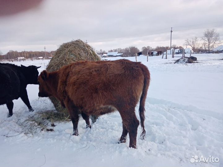 Коровы нетели
