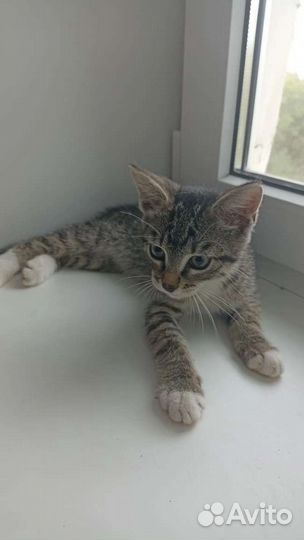 Котенок в добрые руки