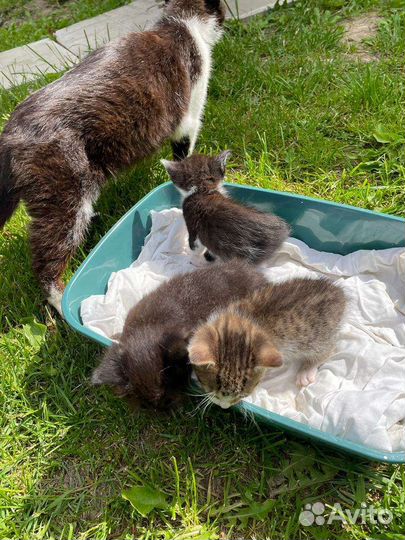 Котята в добрые руки