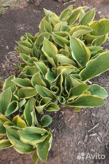 Хоста разные виды