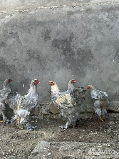Куры брама изабелла