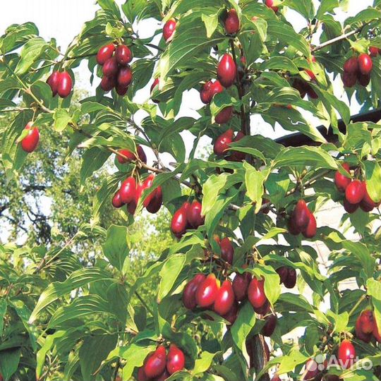 Саженцы кизила лесного