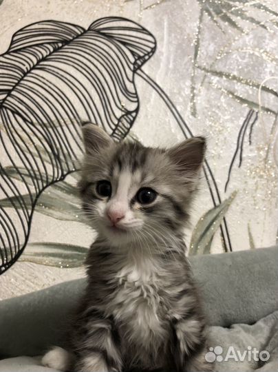 Котенок