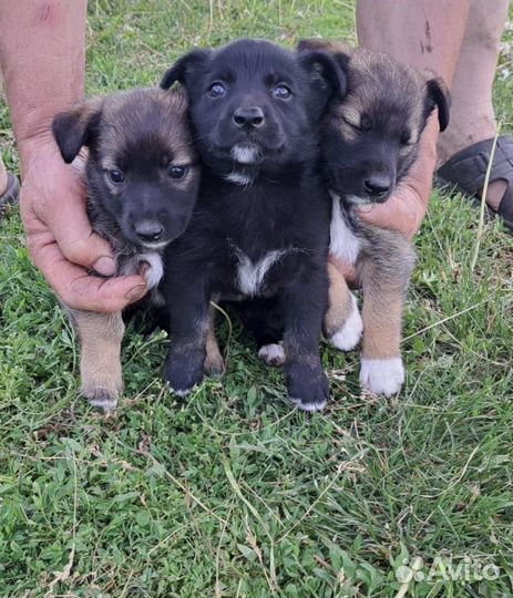 Щенки в добрые руки