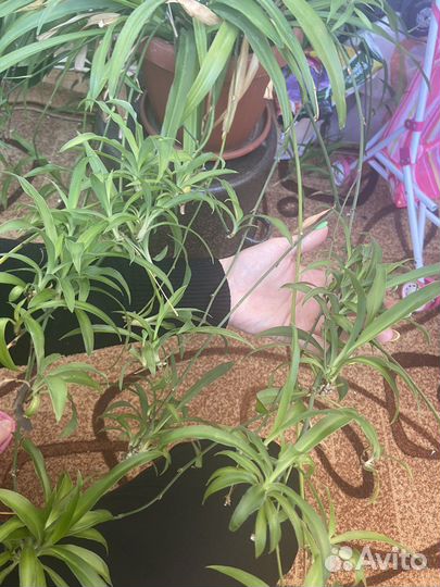 Хлорофитум толстянка