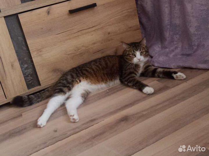 Догситтер, зооняня, передержка животных