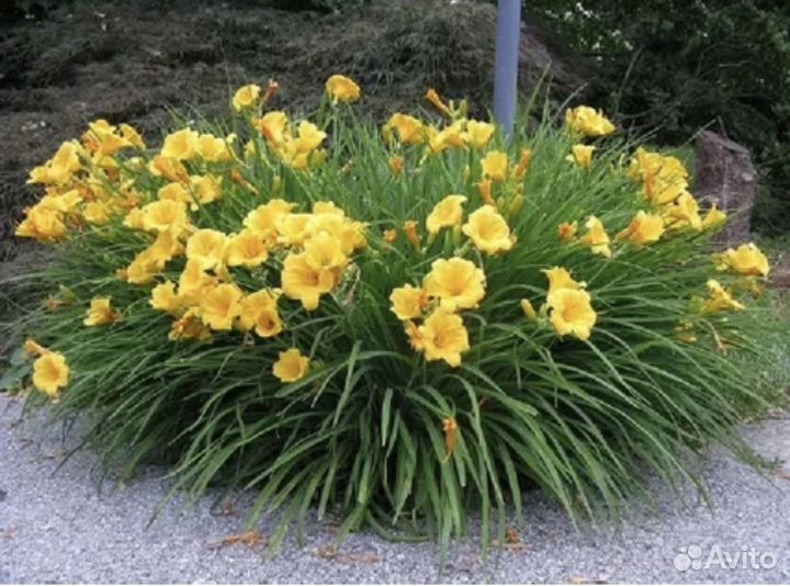 Лилейник желтый