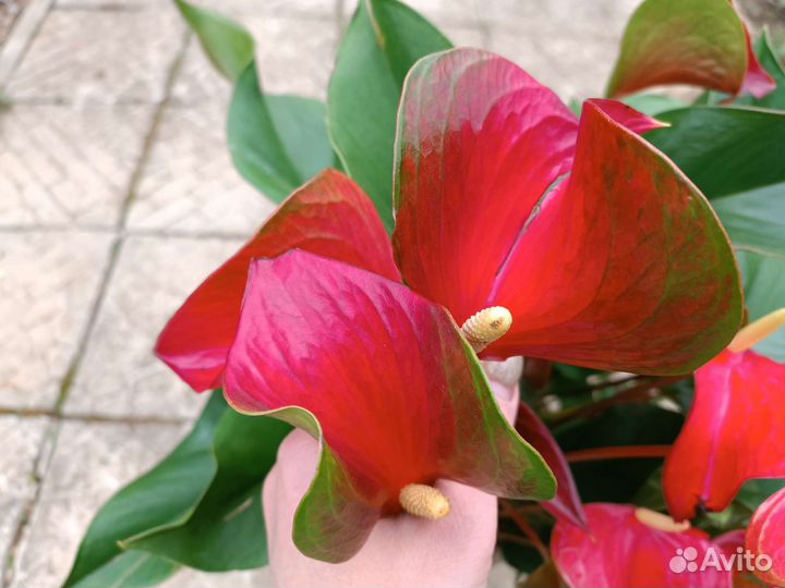 Антуриум Эдисон Edison