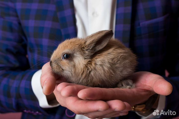 Фокусник на праздник