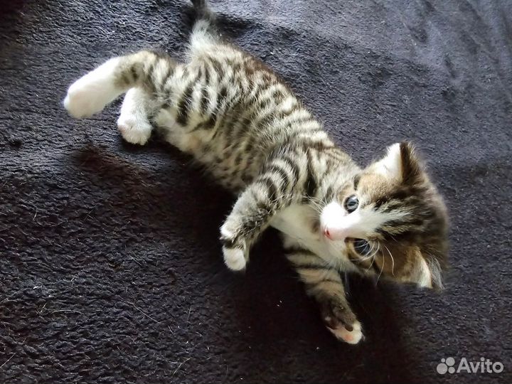 Котенок бенгал