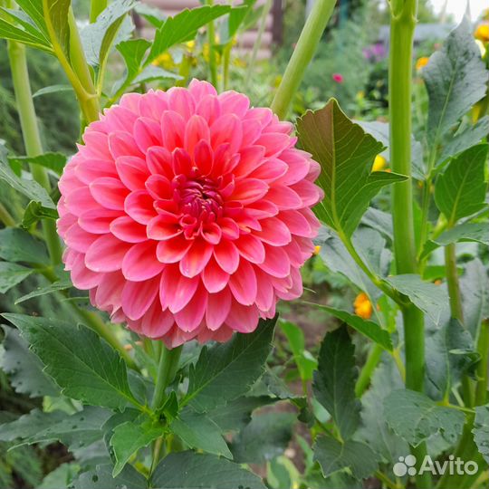 Растения цветы для сада