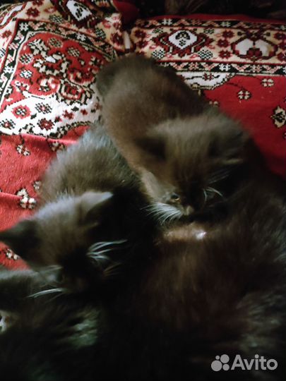 Кошка в дар бесплатно