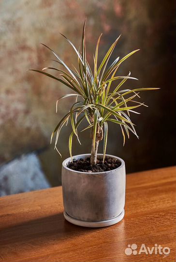 Горшок для цветов, Кашпо 12 см х 12 см х 12 см