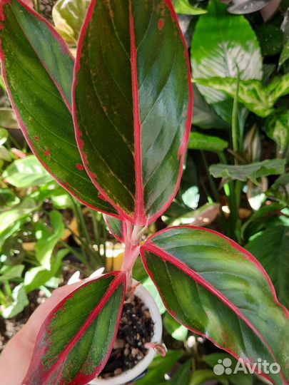 Аглаонема Крит