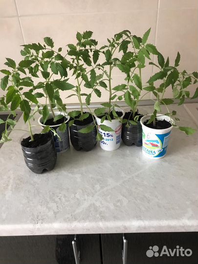 Рассада томатов