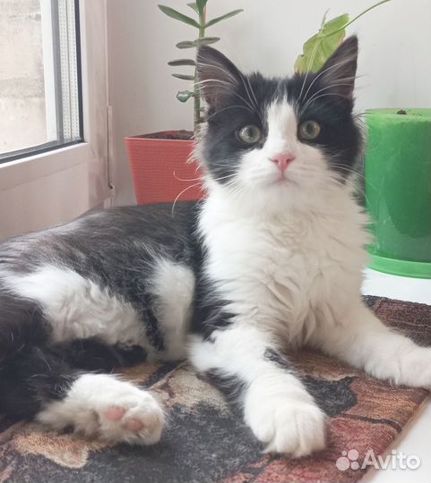 Котенок