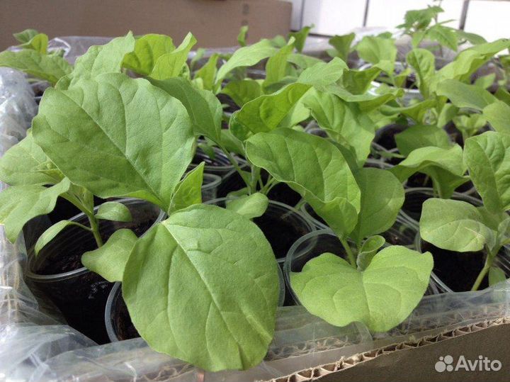 Рассада помидор (более 10 сортов), перца, о