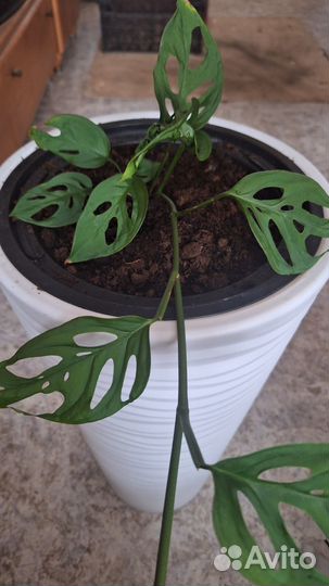 Монстера Манки (дырявая)