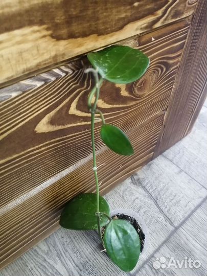 Хойя, дисхидия