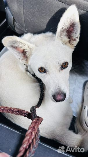 Собака в добрые руки