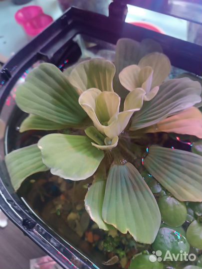 Растения аквариуиные