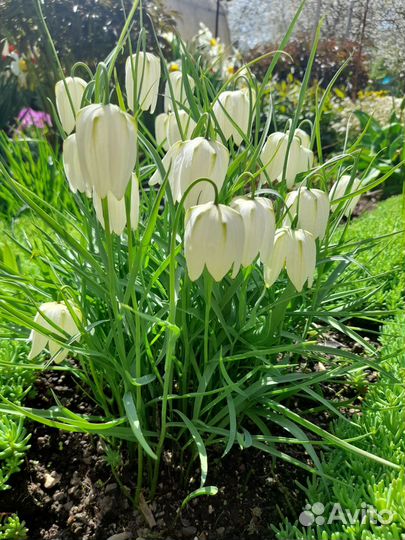 Цветы садовые