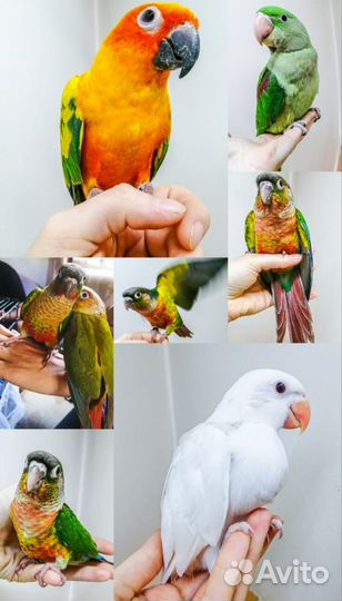 Ручные попугаи выкормыши разных пород
