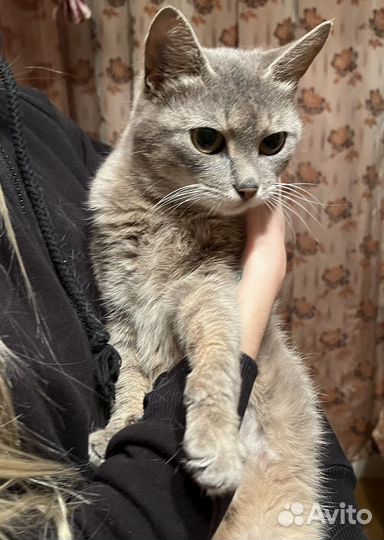 Кошка ищет дом