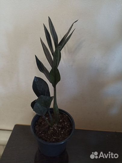 Замиокулькас черный