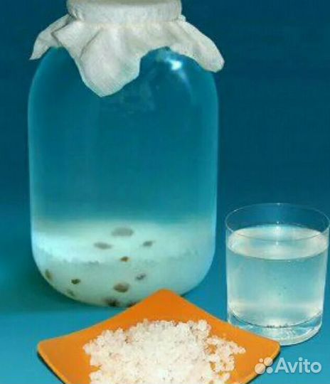 Рисовый гриб