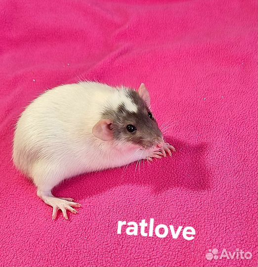 Крысята дамбо девочки питомник