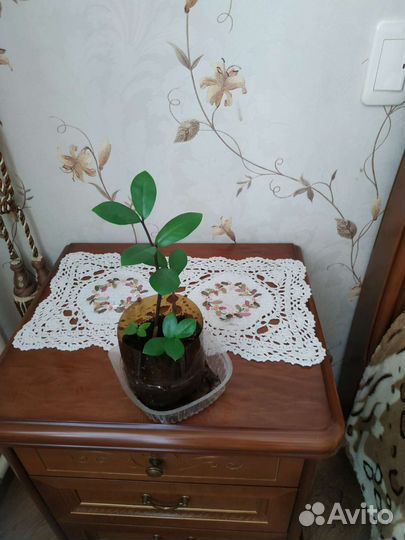 Комнатные растения