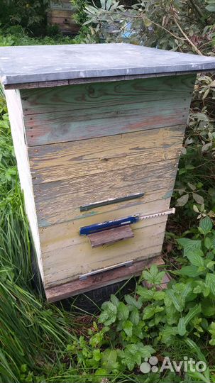 Продам пасеку